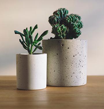 Best Apartment Plants