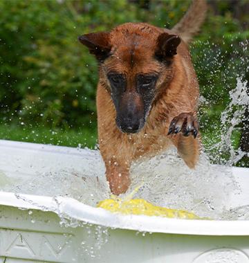 Outdoor Summer Tips for Pets 