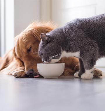 Avoid Losing Your Pet Deposit