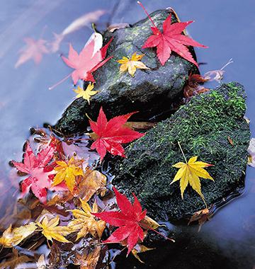 Fall Date Ideas