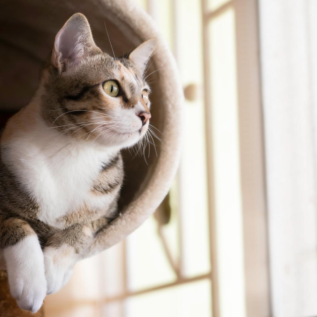 Celebrating International Cat Day