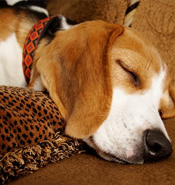 Living with Pets and Allergies