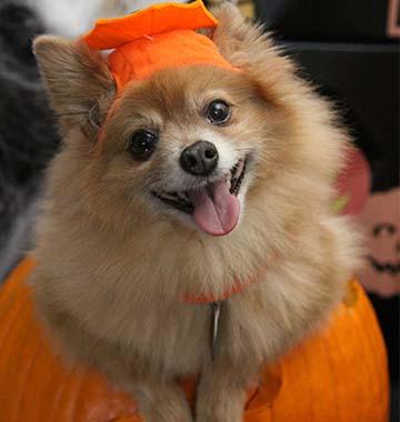 Pet Costume Ideas