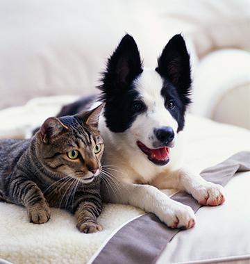 Keeping Pets Happy and Healthy in Apt Home Setting