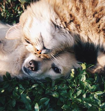 Keeping Pets Happy and Healthy
