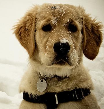 Keeping Pets Safe in Extreme Weather