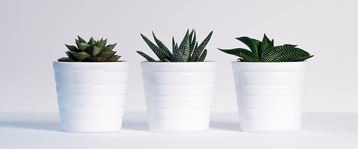 Sincerely, Simpson | Simpson Housing & Simpson Property Group Blog | Apartment Plants