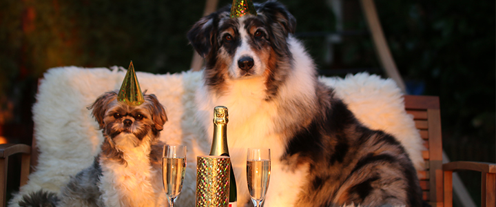 Sincerely, Simpson | Simpson Housing & Simpson Property Group Blog | Events | New Year's Party dog and cat