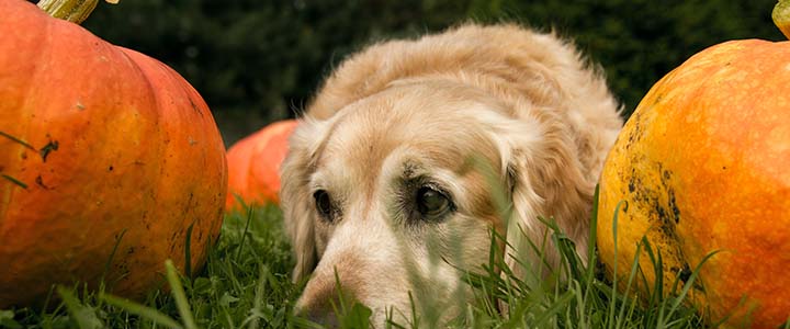 Sincerely, Simpson | Simpson Housing & Simpson Property Group Blog | dog pumpkin costume