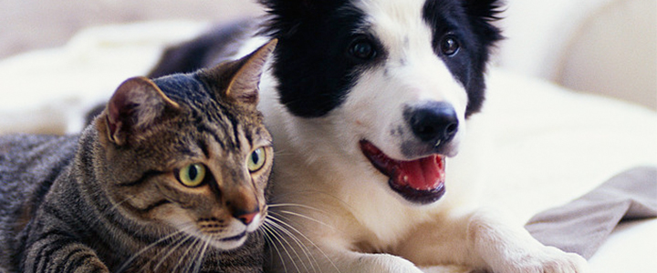 Sincerely, Simpson | Simpson Housing & Simpson Property Group Blog | dog and cat