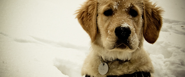 Sincerely, Simpson | Simpson Property Group and Simpson Housing Blog | dogs in winter