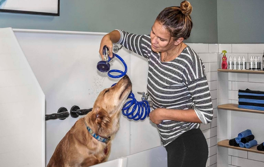 2700 Charlotte - Nashville, TN - Pet Spa - apartments for rent near nashville tn