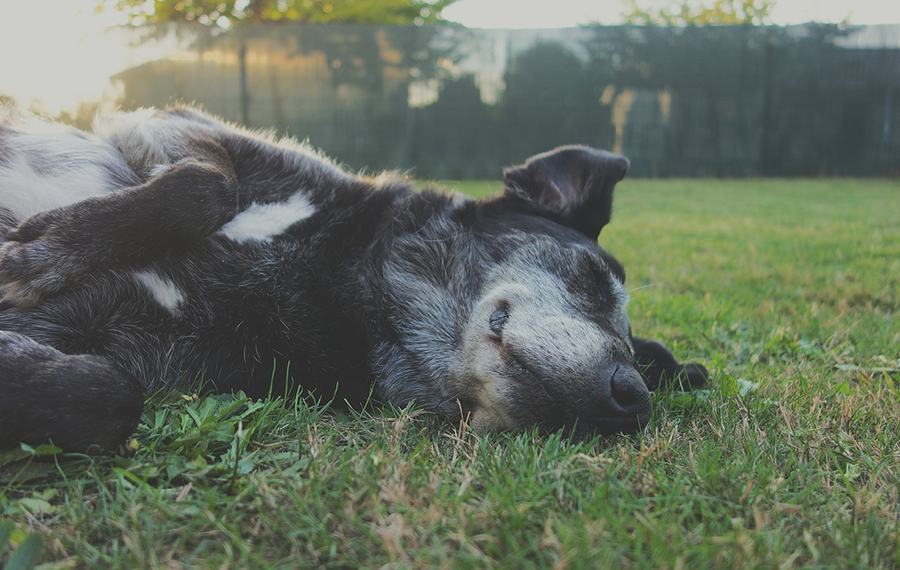 Pet friendly apartments in Orlando - Reserve at Beachline - Dog