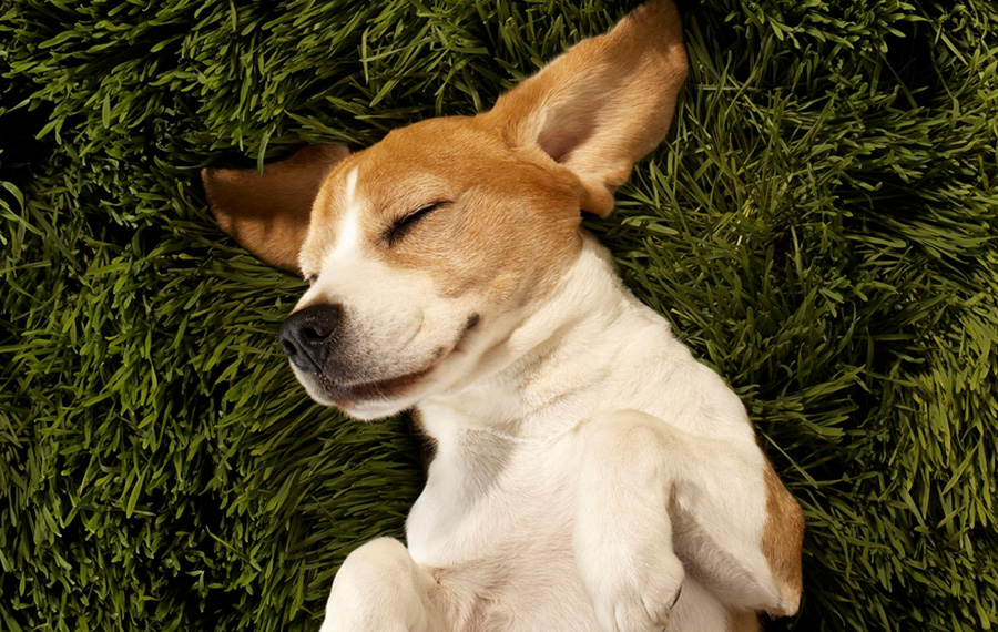 Madison Park - pet-friendly apartments in Thornton, CO
