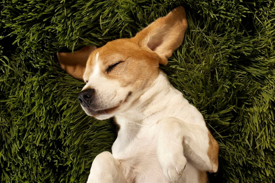Pet-friendly apartments in Ballpark neighborhood of Denver | The Battery on Blake Street