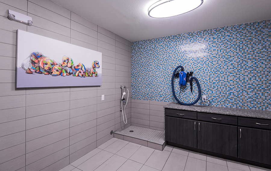 Pet-friendly apartments in RiNo - Denver, CO - pet spa