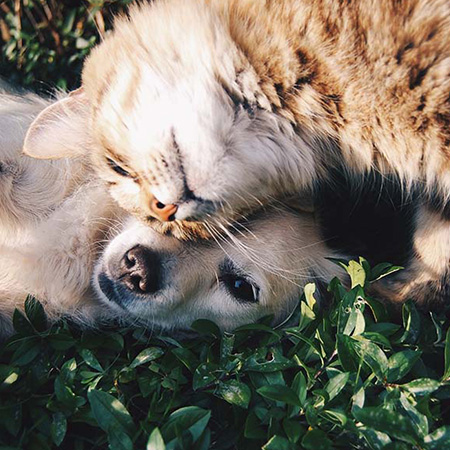 Pet Friendly Apartments in Tampa, FL - The Residence Peninsula Apartments