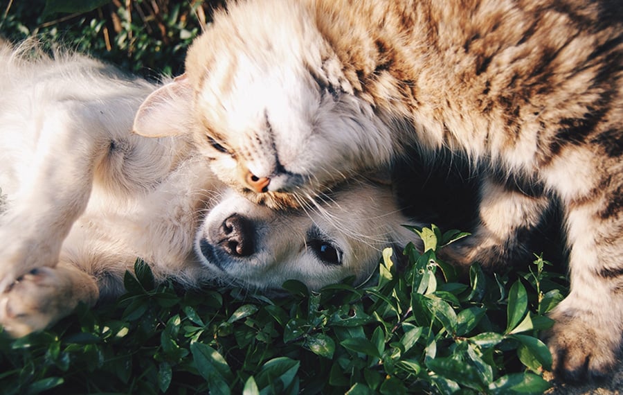 Metro 112 Apartments - pet-friendly apartments in Bellevue, WA