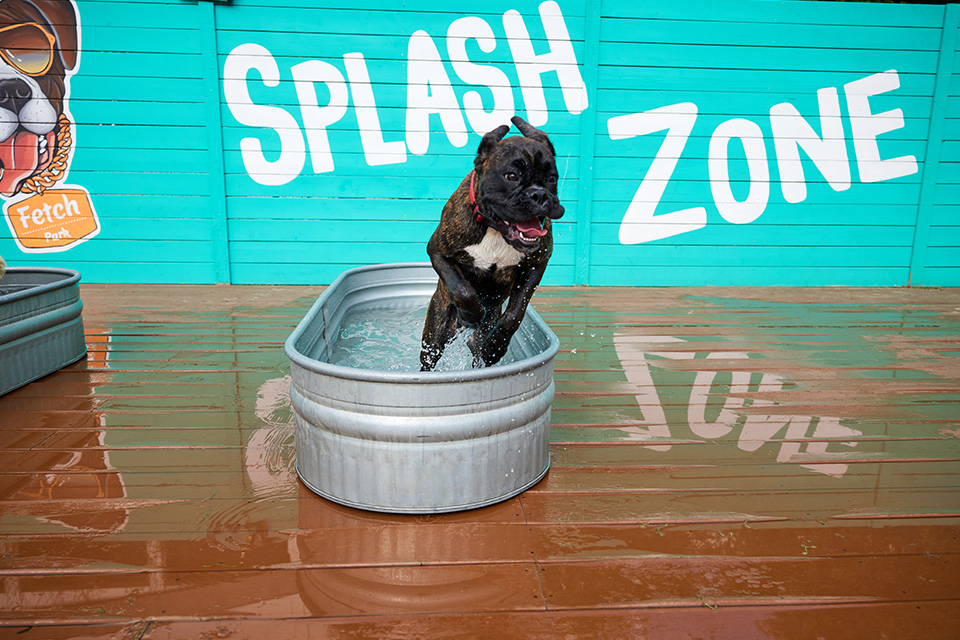 Pet-friendly Apartments in Atlanta - The Residence Buckhead Atlanta - Dog