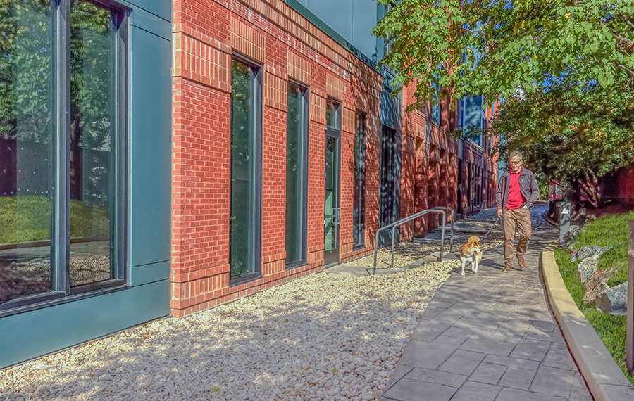 Pet Friendly Apartments in Arlington, VA - Zoso Flats - Dog Walk
