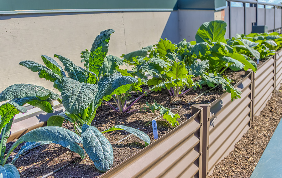 1 Bedroom Apartments in Clarendon - Zoso Flats - Urban Garden