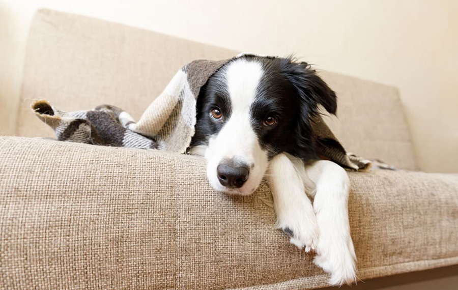 Velo Forest Hills Apartments - Jamaica Plain apartments in Boston, MA - dog on couch