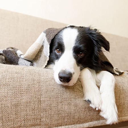 Velo Forest Hills Apartments - pet-friendly apartments in Boston, MA - dog on couch