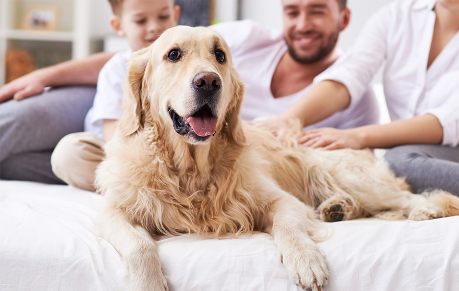 Pet-friendly apartments in Renton, WA - Benson Downs - Cascade-Fairwood apartments
