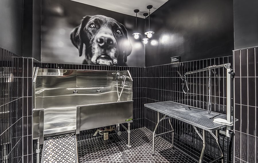 The Camille - Bethesda, MA - pet-friendly new apartments