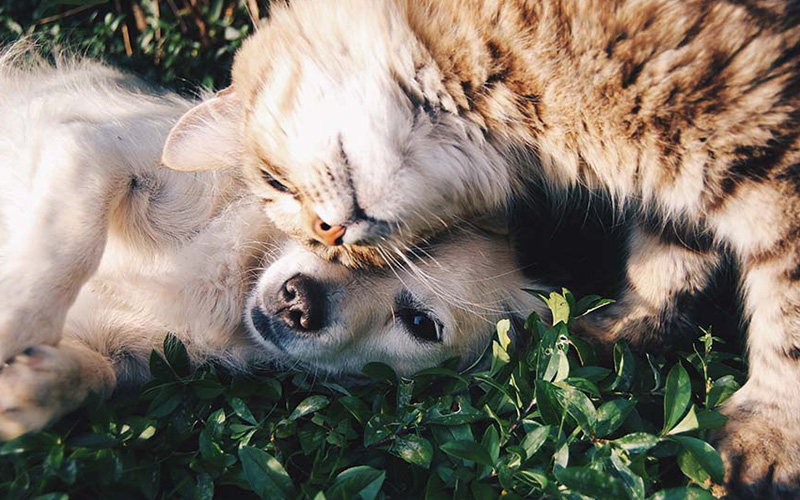 Jefferson Square - Pet-friendly Apartments in Denver - Denver Tech Center