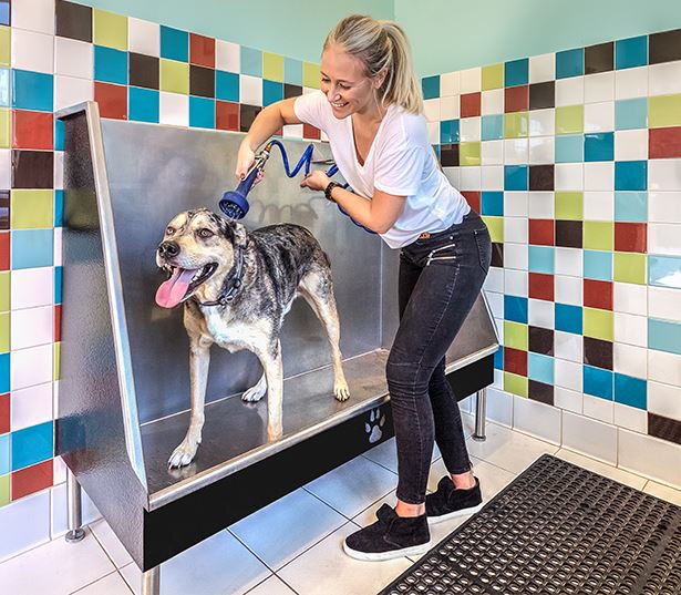 Adams Creek apartments near Mall of Georgia - Artisan Station Apartments pet spa