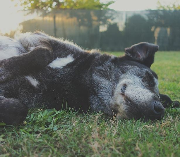 2700 Charlotte Apartments for Rent in Nashville - Dog Park