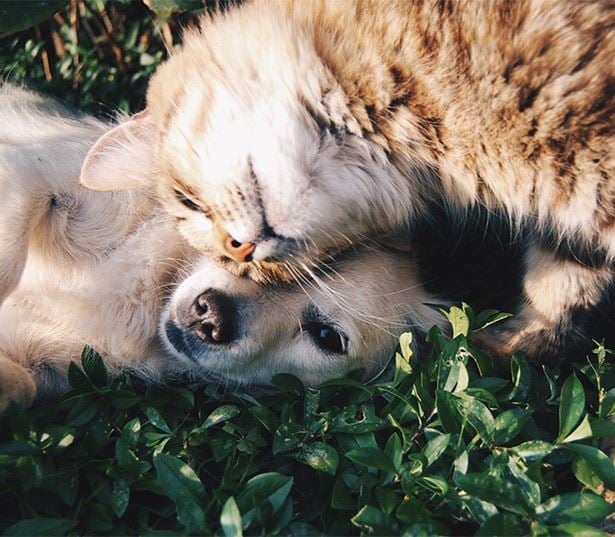 Crossroads apartments in Bellevue, WA - Metro 112 Apartments - pet friendly