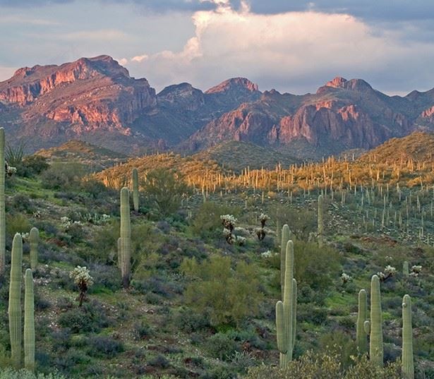 Old Town Scottsdale apartments near Sonoran Dessert Preserve hiking trails - San Carlos