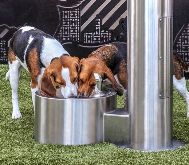 Apartments in Vienna VA near PwC - The Reserve at Tysons Corner dog park 