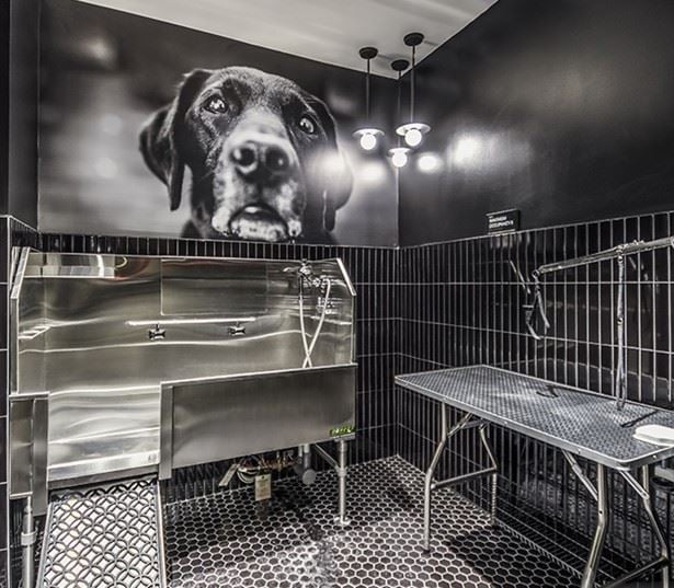 The Camille Apartments - Brand new pet-friendly Bethesda, MA apartments