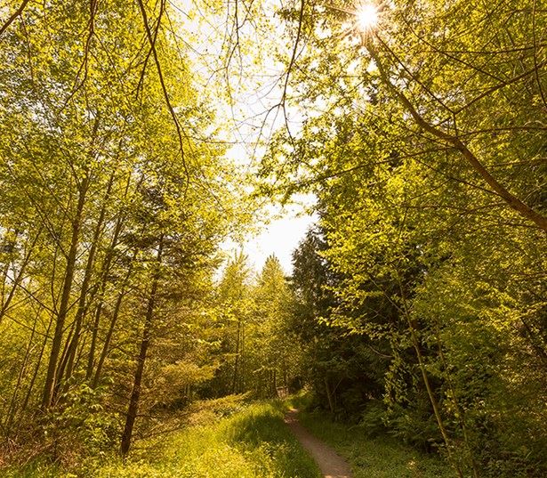 Redmond apartments near Microsoft - The Lodge at Redmond Ridge 15 miles of hiking and biking trails