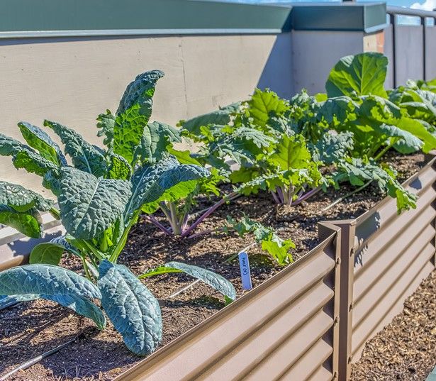 Arlington Apartments in Clarendon - Zoso Flats - Urban Garden