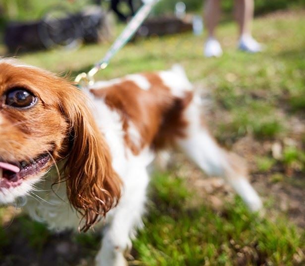 Vinings Lofts and Apartments in Atlanta - Pet friendly