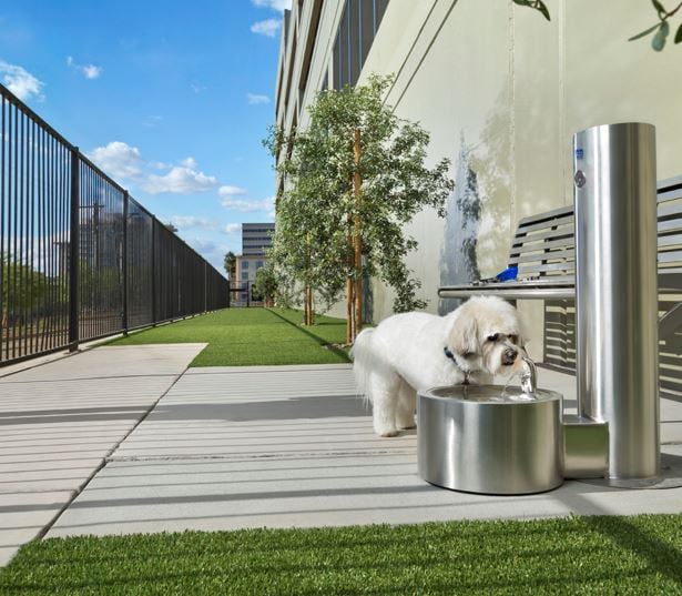 biltmore phoenix apartments - District at Biltmore on-site dog walk