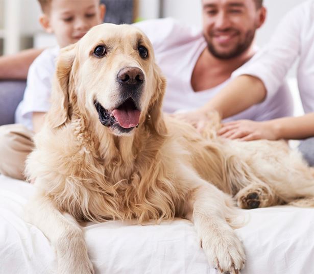 The Matisse apartments for rent in Portland, OR - pet friendly