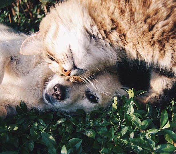Velo Forest Hills Apartments - Jamaica Plain apartments in Boston - dog and cat in grass