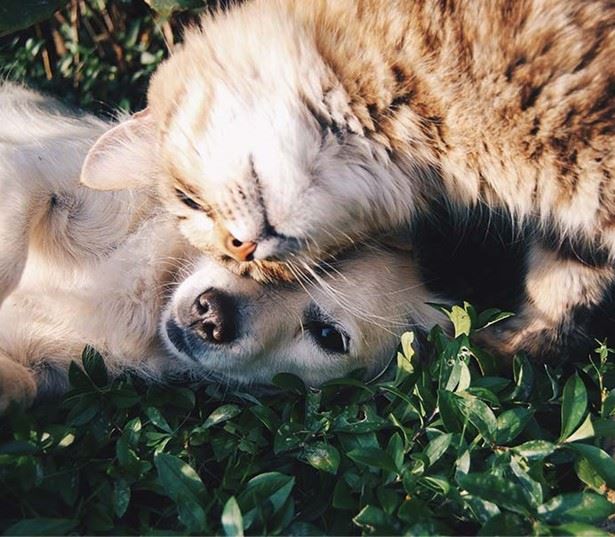 The District Boynton - Apartments near I-95 - pet friendly community with pet spa