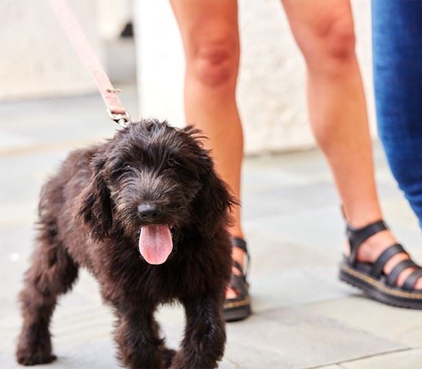 The Henslow Daniel Island - pet spa - pet-friendly Charleston Townhomes