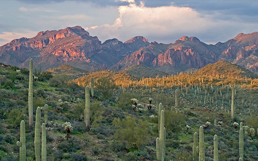 San Carlos Apartments in Scottsdale - McDowell Mountain